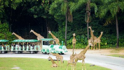 4万公里 ，100%出勤率！亿万先生MR观光车助力长隆打造沉浸式生态之旅